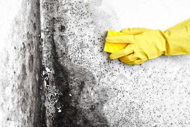 Best Attic Mold Removal  in Commack, NY