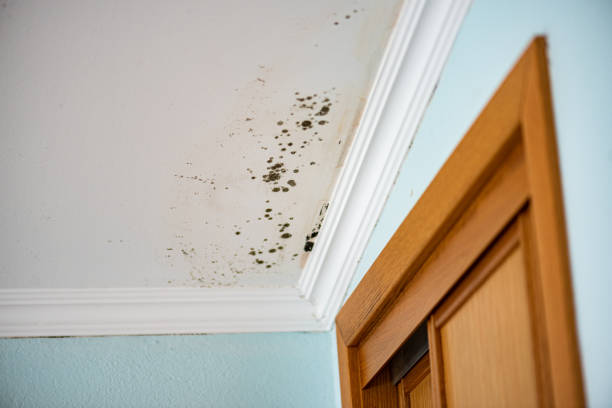 Best Certified Mold Removal  in Commack, NY