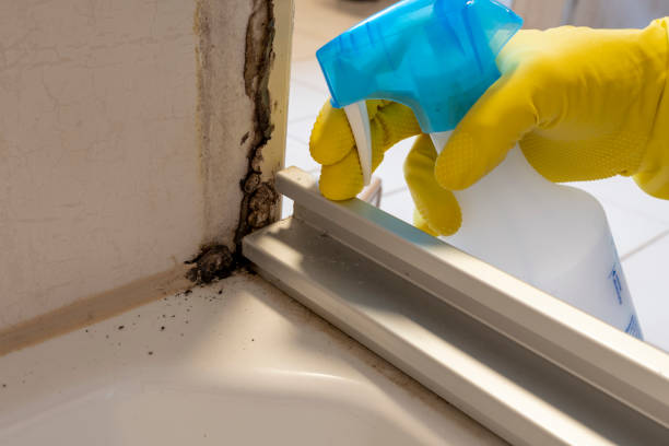 Best Commercial Mold Removal  in Commack, NY