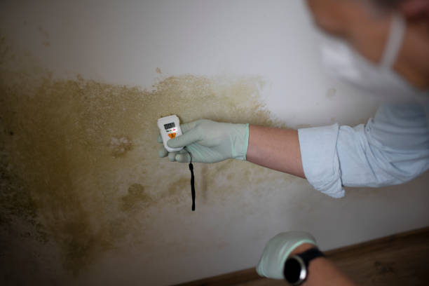 Best Certified Mold Removal  in Commack, NY
