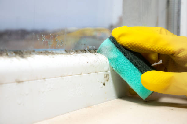 Best Emergency Mold Removal  in Commack, NY