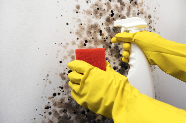 Best Mold Damage Repair  in Commack, NY