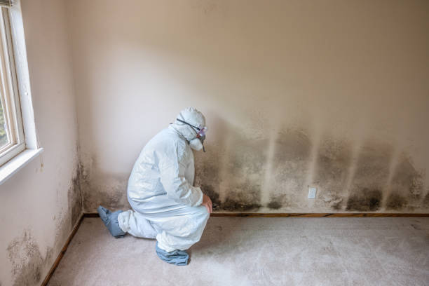 Best Residential Mold Removal  in Commack, NY