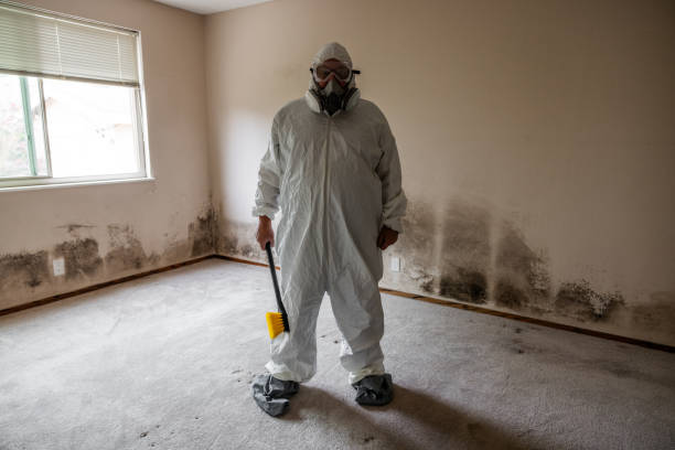 Office Mold Removal Services