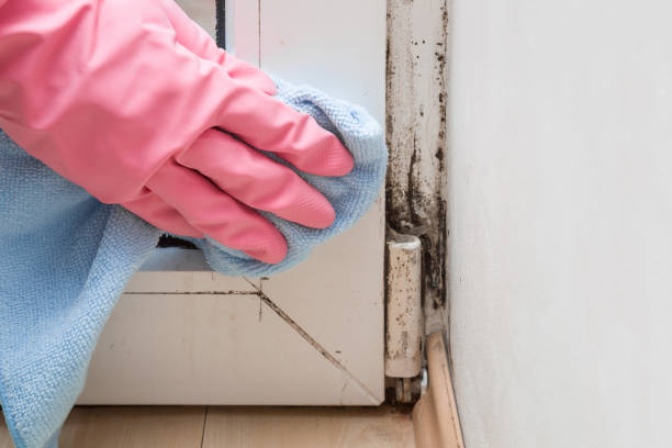 Best Fast Mold Removal  in Commack, NY