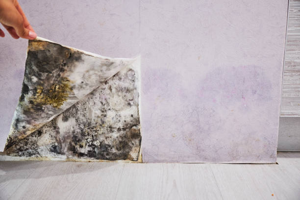 Best Toxic Mold Removal  in Commack, NY